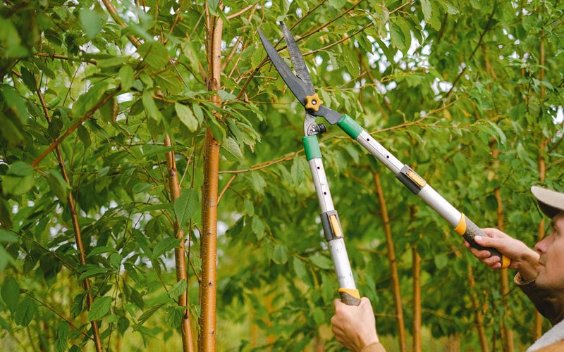 Tree trimming in Fruitland, UT